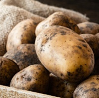 ÚKZÚZ upozorňuje prodejce nesadbových brambor původem z Egypta na opatření proti šíření karanténní choroby bramboru